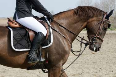 Einlagen für Sättel